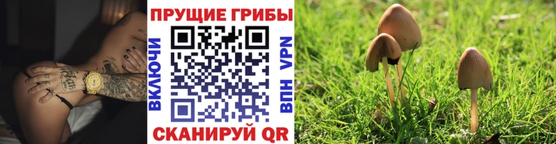 Псилоцибиновые грибы Cubensis Балахна